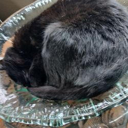 Magnolia Animal Hospital - Felix at rest