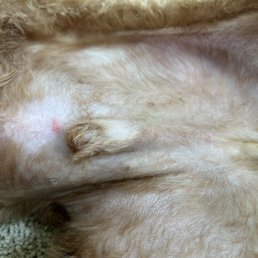 Cut on private area from groomer