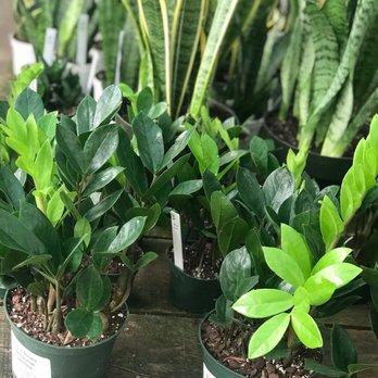 Encinal Nursery - Zz's and snakes - Nurseries & Gardening Near Me - Alameda, California