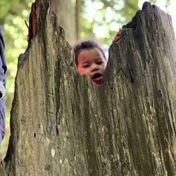 Humboldt Redwoods State Park - Our kids love exploring the large tree stumps.