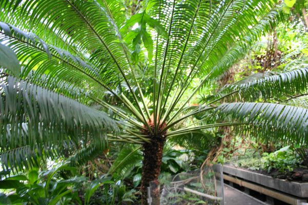 Palmiarnia Poznańska by null