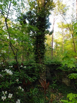Grunewald by null
