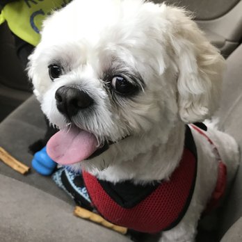 Spa 4 Paws - Pet Groomers Near Me - Stockton, California