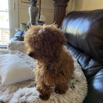 PetSmart - My baby before his butchered hair cut! - Pet Training Near Me - Columbia, South Carolina