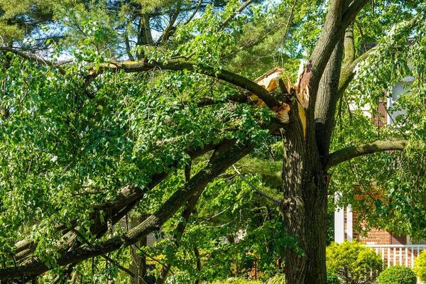 MR. TREE - Updated June 2026 - 49 Photos & 53 Reviews - 8560 SE 172nd ...