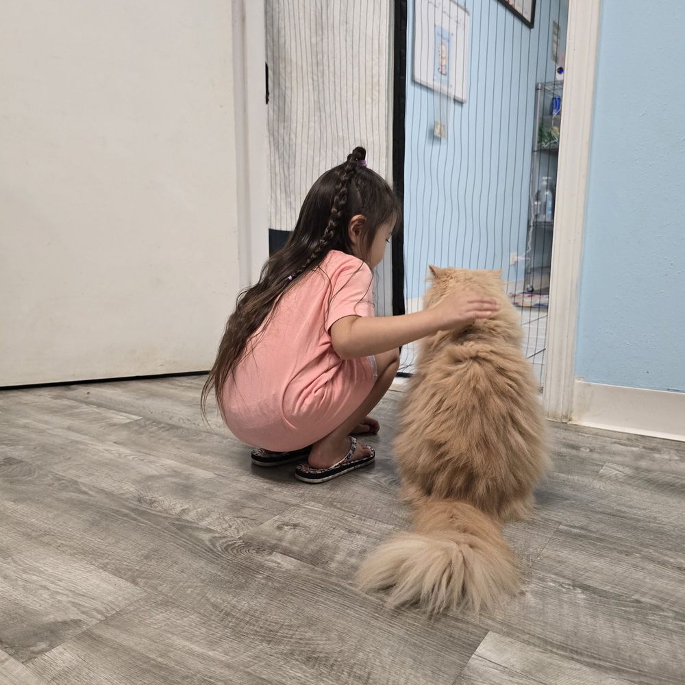 Sweet Corner Cafe - Joy the Persian Kitty! - Comfort Food Near Me - Aiea, Hawaii Sweet Corner Cafe - Joy the Persian Kitty! - Comfort Food Near Me - Aiea, Hawaii