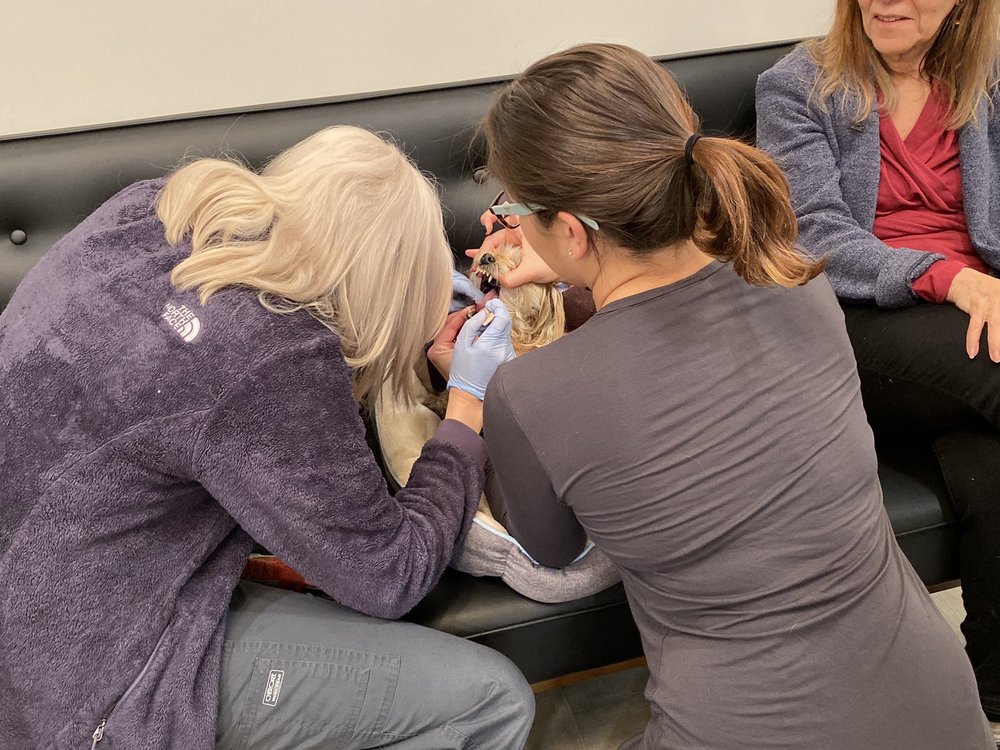 VETERINARY EMERGENCY GROUP 32 Photos & 71 Reviews 1327 Willow Ave, Hoboken, NJ Yelp