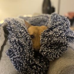 Tiffini‘s Dog Walking Services - Corgi mix