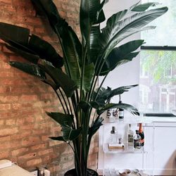 Big Plants