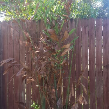 Anderson Landscaping - NEVER USE TOD ANDERSON LANDSCAPING!!!!  MAY 2016.   RIPPED ME OFF BLIND AND WOULD DO NOTHING ABOUT IT. - Landscaping Near Me - Homestead, Florida