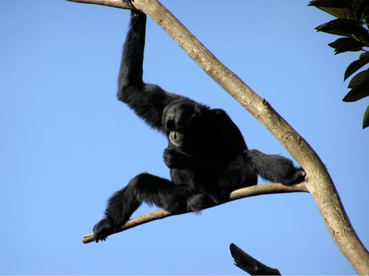 Adelaide Zoo by null