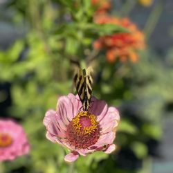 Hummingbird Creek Farms