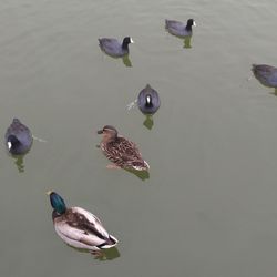 Cullman County Parks - They get pretty close