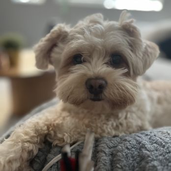 Doggie Dos - Pet Groomers Near Me - La Mesa, California