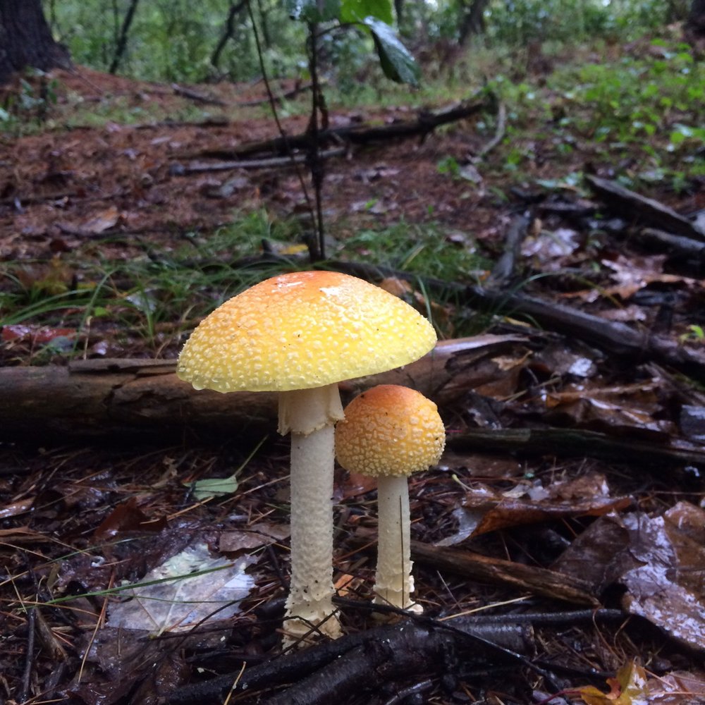 Meadowside Nature Center - A mushroom along one of the hiking trails - Education Near Me - Rockville, Maryland Meadowside Nature Center - A mushroom along one of the hiking trails - Education Near Me - Rockville, Maryland