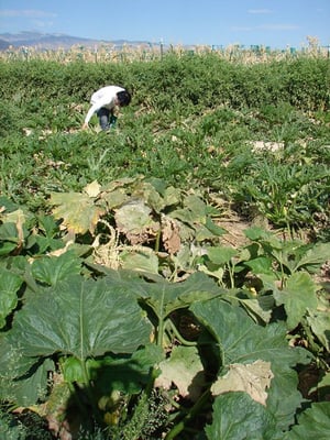 Gilcrease Orchard by null