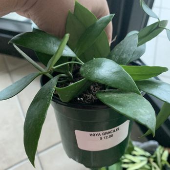 Davis Nursery - Selection - Nurseries & Gardening Near Me - Summerdale, Alabama Davis Nursery - Selection - Nurseries & Gardening Near Me - Summerdale, Alabama