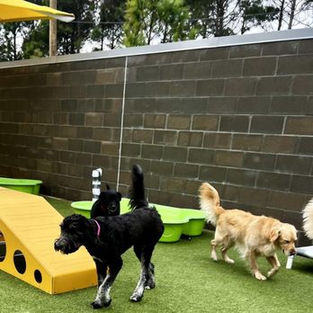PetSuites Fulshear - Pet Training Near Me - Fulshear, Texas PetSuites Fulshear - Pet Training Near Me - Fulshear, Texas