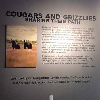 MUZEO - Cougars and Grizzlies - Museums Near Me - Anaheim, California