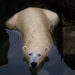 Den Arktiske Ring Zoo