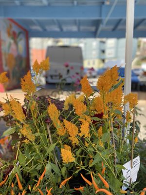 Alemany Farmer's Market by null