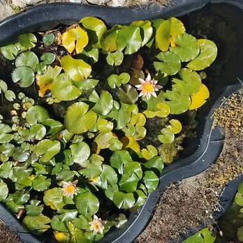 Carmel Sambosa - Lotus flowers - Buddhist Temples Near Me - Carmel, California