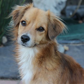 Dr Marchi - Pet Euthanasia at Home - Pet Services Near Me - Long Beach, California
