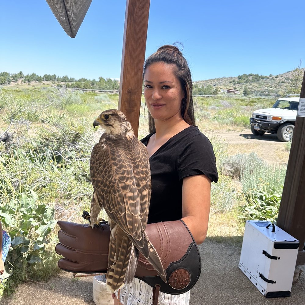 Raptor Adventures - Falcon - Zoos Near Me - Reno, Nevada Raptor Adventures - Falcon - Zoos Near Me - Reno, Nevada