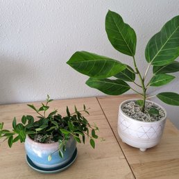 Super pretty beetle peperomia and ficus altissima that I bought and had repotted at Ravenna Gardens (in my own pots). Super pretty beetle peperomia and ficus altissima that I bought and had repotted at Ravenna Gardens (in my own pots).