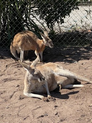 Caversham Wildlife Park by null