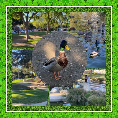 Douglas Park by null