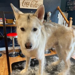 The Shaggy Doodle - Husky deshed