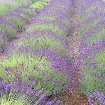 William D Nager, ND - Naturopathic/Holistic Near Me - Portland, Oregon William D Nager, ND - Naturopathic/Holistic Near Me - Portland, Oregon