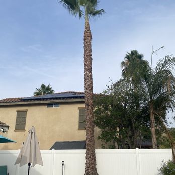 Diamond Tree Service - After - Tree Services Near Me Diamond Tree Service - After - Tree Services Near Me