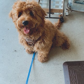 Aloha Dog Grooming - Before - Pet Groomers Near Me Aloha Dog Grooming - Before - Pet Groomers Near Me