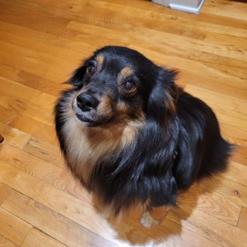 Critter Cavalry Rescue - Animal Shelters Near Me - Franklin, Tennessee
