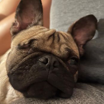 A New Life Charitable Foundation - Pet Adoption Near Me A New Life Charitable Foundation - Pet Adoption Near Me