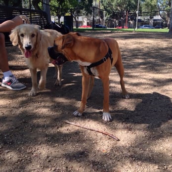 Uptown Dog Park - Kunu and Maximus enjoying the park - Dog Parks Near Me - Long Beach, California Uptown Dog Park - Kunu and Maximus enjoying the park - Dog Parks Near Me - Long Beach, California