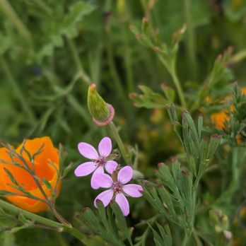 Shell Ridge Open Space - 4.15.24 such pretty wildflower blooms - Hiking Near Me - Walnut Creek, California