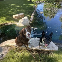 Tucker and Vixen - both trained by Clearwater Dog Training! Tucker and Vixen - both trained by Clearwater Dog Training!