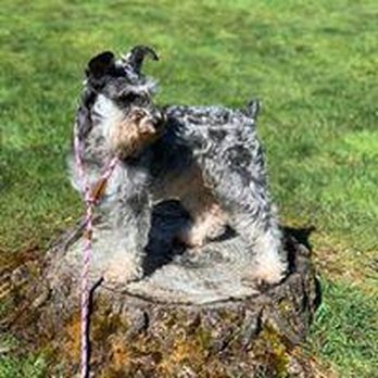 Naturally 4 Paws - Do you need travel products for your pets? Naturally 4 Paws will deliver everything from food and supplements to treats, clo... - Pet Groomers Near Me - Poulsbo, Washington Naturally 4 Paws - Do you need travel products for your pets? Naturally 4 Paws will deliver everything from food and supplements to treats, clo... - Pet Groomers Near Me - Poulsbo, Washington