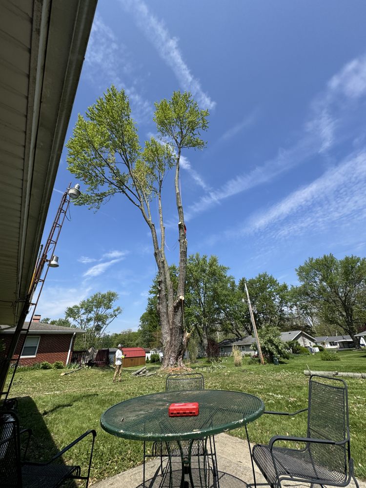 Leo Tree Service - tree service in Indianapolis, IN