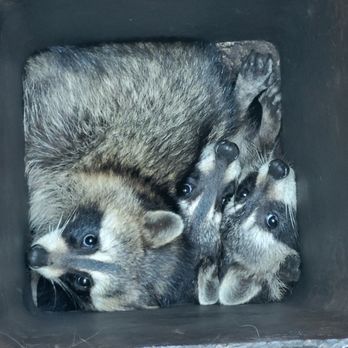 Critter Removal Ohio - Wildlife Control Near Me - Columbus, Ohio Critter Removal Ohio - Wildlife Control Near Me - Columbus, Ohio