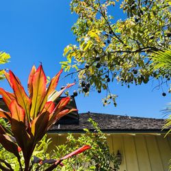 Hapa Landscaping - pops of color and prosperity