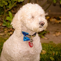 Right at Home - Bubi is our Certified Therapy Dog