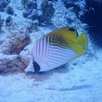 Jack's Diving Locker - Fish - Snorkeling Near Me - Kailua-Kona, Hawaii Jack's Diving Locker - Fish - Snorkeling Near Me - Kailua-Kona, Hawaii
