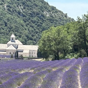 France Journeys - Lavender fields of Provence - Travel Services Near Me France Journeys - Lavender fields of Provence - Travel Services Near Me