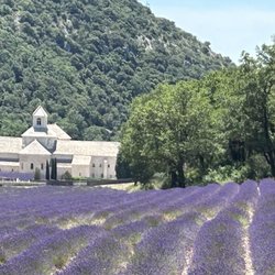France Journeys - Lavender fields of Provence