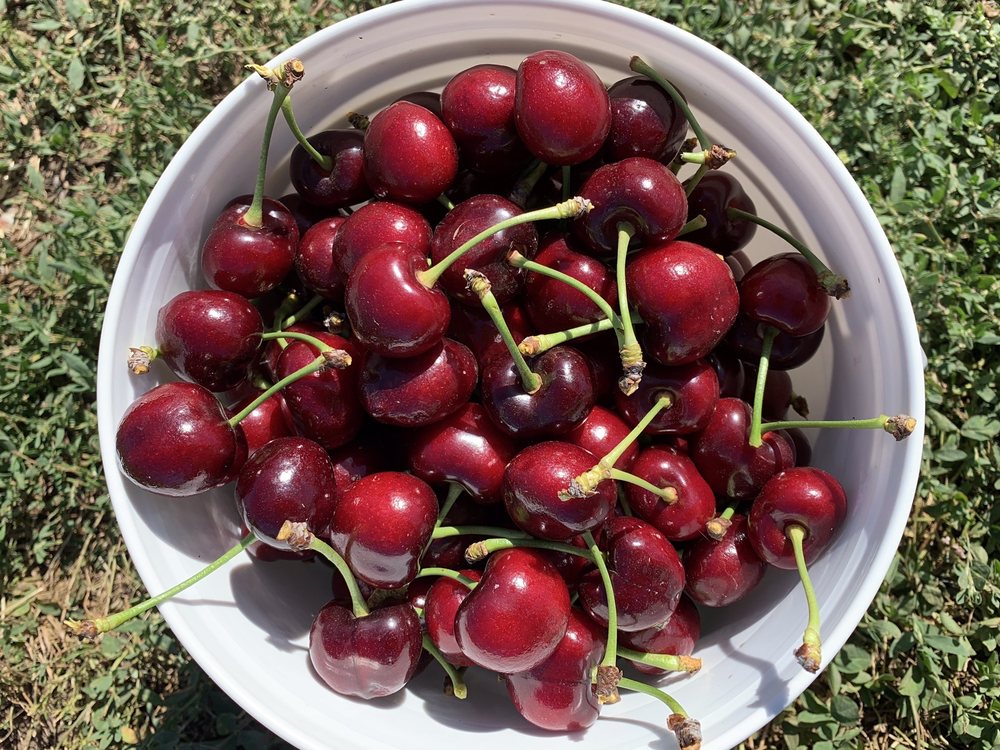 UPICK BERRIES Updated May 2024 7496 E Hwy 26, Stockton, California