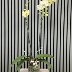 The Flower Spot